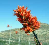 Ocotillo Blossom